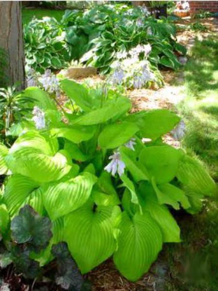 Hosta sum and substance